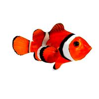 Clown Fish