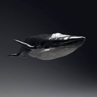 Blue Whale Sculpt Project