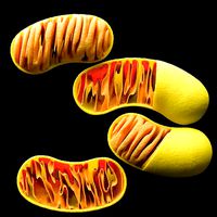 Four mitochondria models