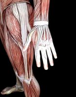 Male muscule anatomy