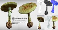 Amanita verna - fools mushroom