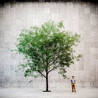 Linden urban v3