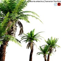 Dicksonia antarctica - Tasmanian Tree Fern - 01