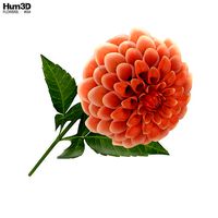 Dahlia