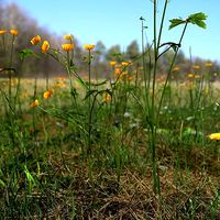 Creeping Buttercup Flower Meadow Patch