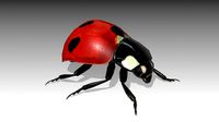Ladybug Animated