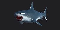Shark Megalodon