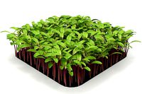 Beet bulls bloodl rect