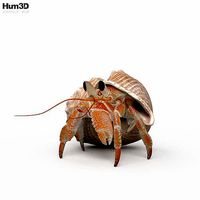 Hermit Crab HD