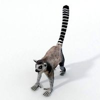 Lemur