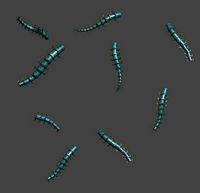 Magic territory - insects