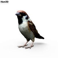 Sparrow HD