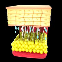 skin grows old animated