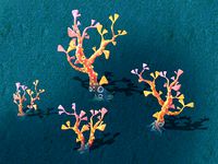 Submarine Cartoon World - Fishtail Coral