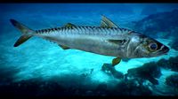 Mackerel