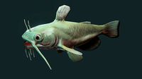 American catfish
