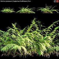 Mother spleenwort - Asplenium bulbiferum - Fern 02