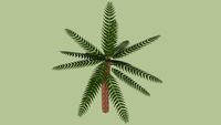 Palm Tree