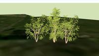 Raasay Playpark Trees 1