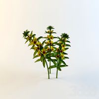 Lysimachia punctata 'Alexander'