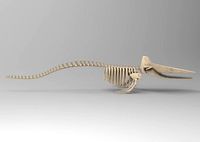 Sperm Whale Skeleton 3D Model
