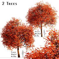 Set of Sugar Maple or Acer Saccharum Trees - 2 Trees