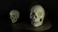 Skulls