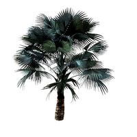 Bismarck Palm bismarkiya nobilis