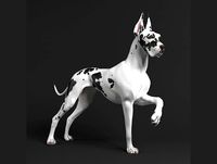 dog - great dane