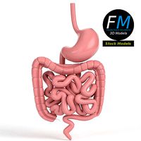 Anatomy human gastrointestinal tract