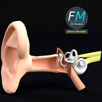 Anatomy human ear