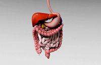 Gastrointestinal