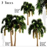 Set of Foxtail Palm or Wodyetia Bifurcata Palm Trees - 3 Trees