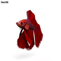 Betta Fish HD
