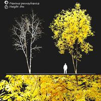 Fraxinus pennsylvanica - Ash tree