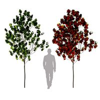 Sugar maple tree 01