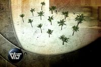 Palm trees collection