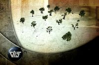 Broadleave Trees