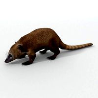 Coati
