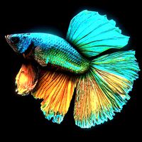 Betta Splendens