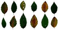 Red Alder Texture Pack - 24 Texture