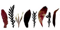 Red and Brown Algae Scanned Texture Pack - 37 Texture