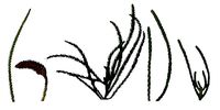 Hoop PIne Texture Pack - 18 Texture