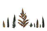 Giant Chain Fern Texture Pack - 24 Texture