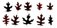 Eastern Black Oak Texture Pack - 20 Texture