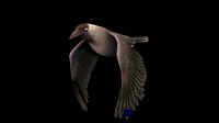 Crow 3D Animated and Textured