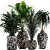 Houseplants in a pot for the interior 730