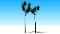 Cabbage Tree