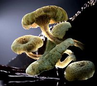 Wild Mushrooms - Lentinus Tigrinus Water Fungus