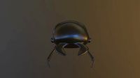 Black Bug